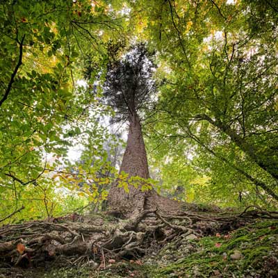 Arbre avec de grosses racines et beaucoup de branches