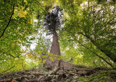 Arbre avec de grosses racines et beaucoup de branches